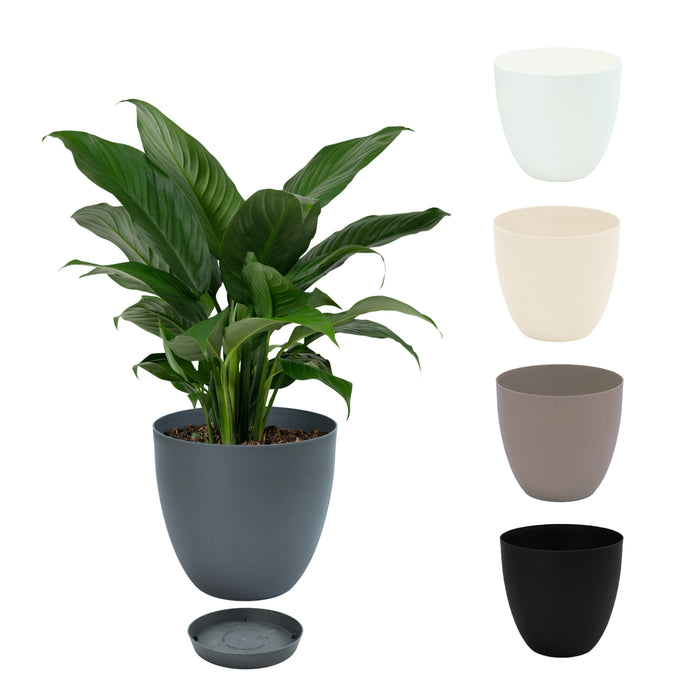 Maceta Cuenco 3 L Con Plato