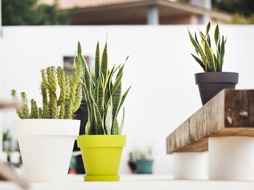 Maceta Tes 7.5 L Con Plato