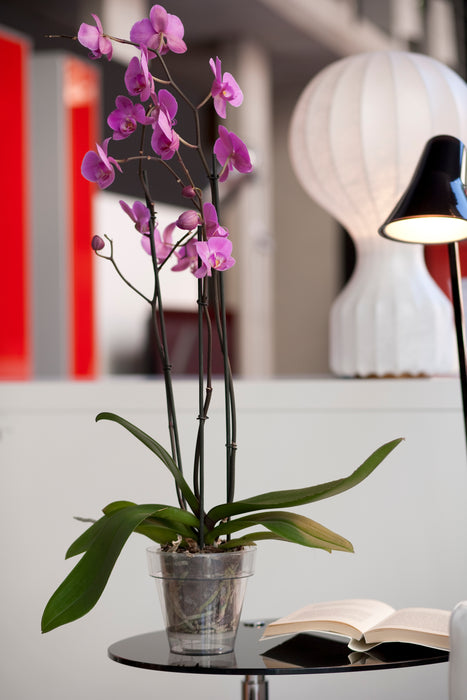 Maceta Tes 2.5 L Orquídea Sin Plato