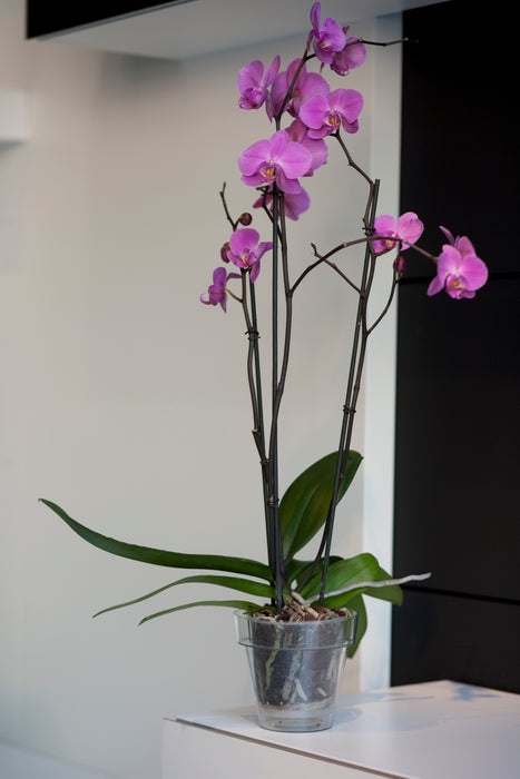 Maceta Tes 2.5 L Orquídea Sin Plato