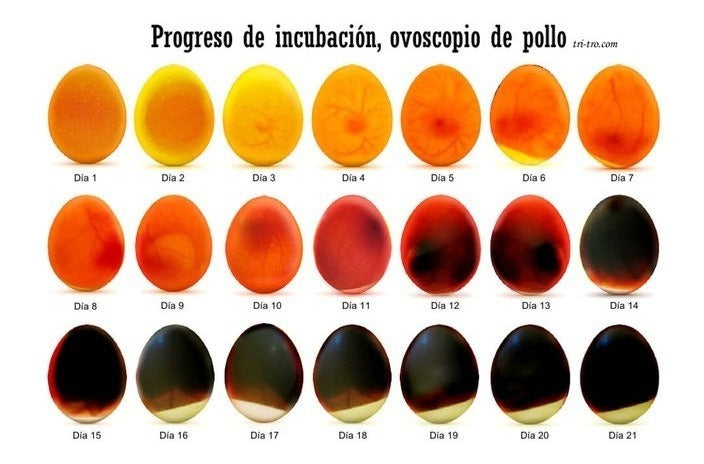 Nacedora 88 Huevos Ovoscopio Gratis Manual En Español Ultimo Modelo Distribuidor Autorizado Con Refacciones En Mexico
